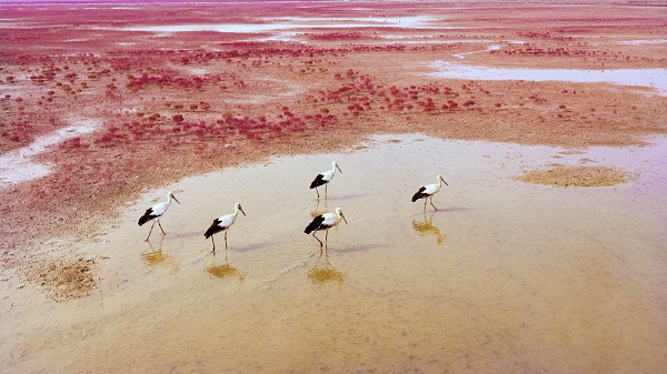 'Infrastructure', technologies aid recovery of Yellow River wetland