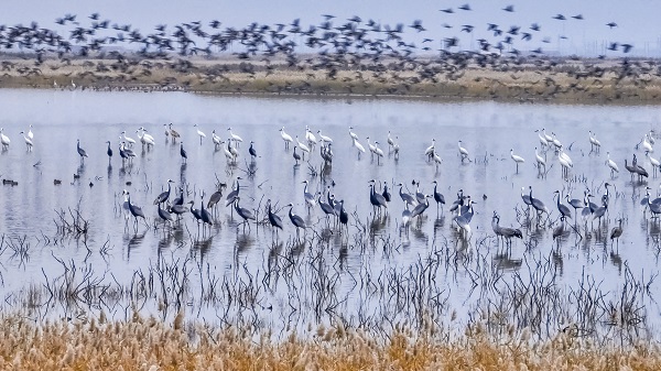 Photos taken at 2nd international birdwatching season in Dongying