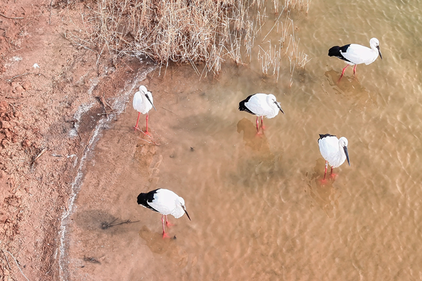 Yellow River Delta home to stunning winter landscapes