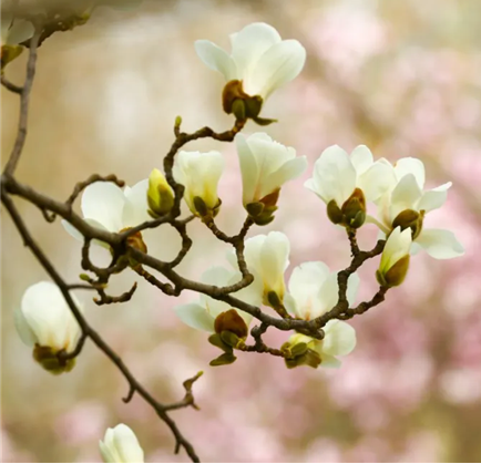 Vibrant spring in full bloom in Weifang