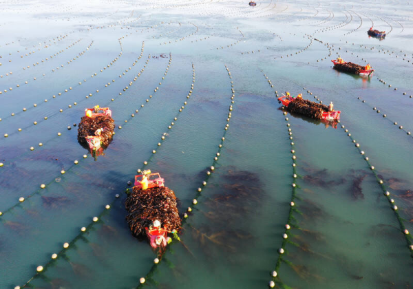Seaweed bumper crop: Yantai's ocean bounty unveiled